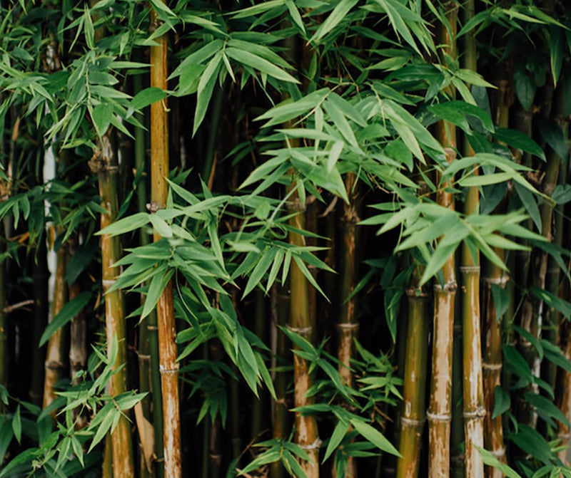 Image of bamboo stalks and leaves 